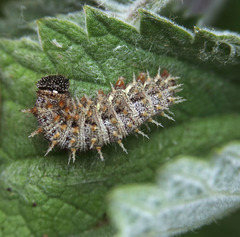 Polygonia satyrus