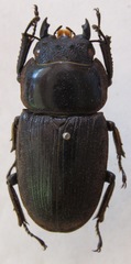 Dorcus ritsemae ritsemae