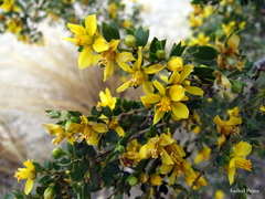 Larrea cuneifolia