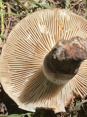 Russula densifolia