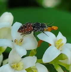 Holcopasites calliopsidis calliopsidis