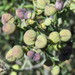Thamnosma montana - Photo (c) Matthew Salkiewicz,  זכויות יוצרים חלקיות (CC BY-NC), הועלה על ידי Matthew Salkiewicz