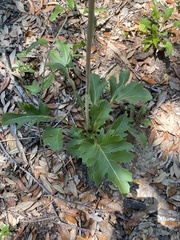 Silphium compositum
