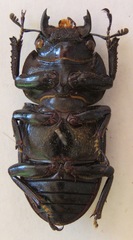 Dorcus ritsemae ritsemae