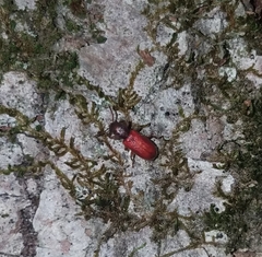 Zenodosus sanguineus