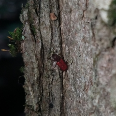 Zenodosus sanguineus