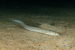 Bandtooth Conger photo 3