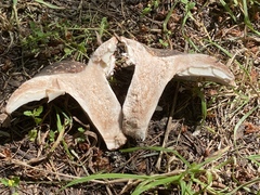 Russula densifolia