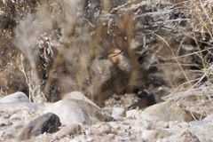 Sylvilagus idahoensis