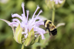 Bombus affinis