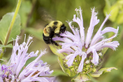 Bombus affinis