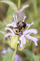 Bombus affinis