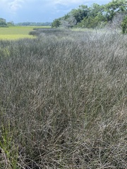 Juncus roemerianus