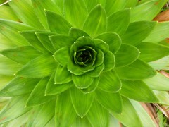 Paepalanthus costaricensis