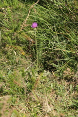 Cirsium filipendulum