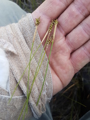 Carex exilis