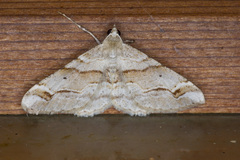 Syneora emmelodes