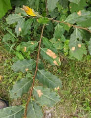 Phyllosticta argyrea