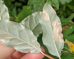 Phyllosticta argyrea