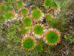 Paepalanthus costaricensis