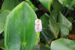 Pontederia sagittata