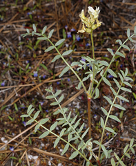 Astragalus bolanderi