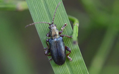 Plateumaris bracata
