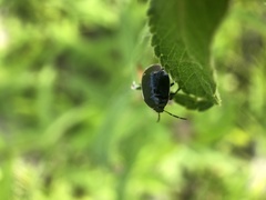 Sehirus cinctus albonotatus