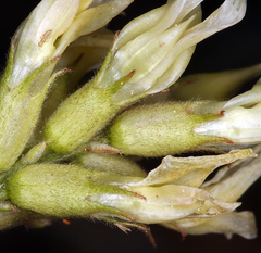 Astragalus bolanderi