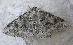 Cleorodes lichenaria