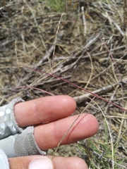 Schedonnardus paniculatus