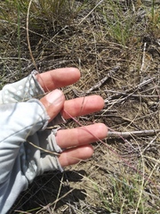 Schedonnardus paniculatus