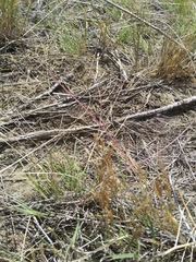 Schedonnardus paniculatus