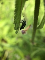 Sehirus cinctus albonotatus