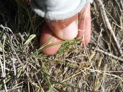 Schedonnardus paniculatus