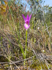 Arethusa bulbosa