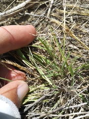 Schedonnardus paniculatus