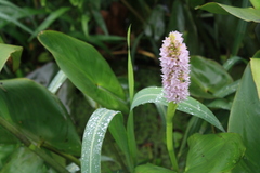 Pontederia sagittata