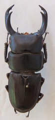 Dorcus ritsemae setsuroi