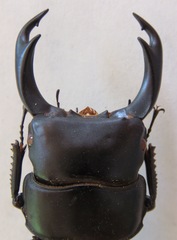 Dorcus ritsemae setsuroi