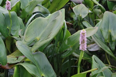 Pontederia sagittata