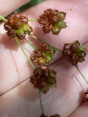 Juncus biflorus