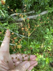 Juncus biflorus