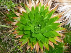 Paepalanthus costaricensis