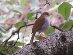 Catharus aurantiirostris