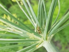 Orthops