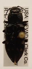 Melanophila consputa