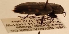 Melanophila consputa