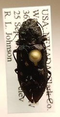 Melanophila consputa
