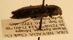 Melanophila consputa